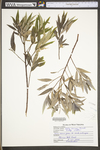 Salix sericea by WV University Herbarium