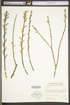 Salix sericea by WV University Herbarium