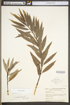 Salix sericea by WV University Herbarium