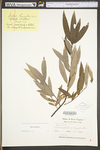 Salix sericea by WV University Herbarium