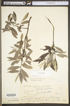 Salix sericea by WV University Herbarium