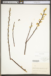 Salix sericea by WV University Herbarium