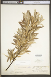 Salix sericea by WV University Herbarium