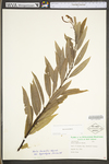 Salix sericea by WV University Herbarium