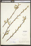 Salix sericea by WV University Herbarium