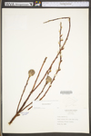 Salix sericea by WV University Herbarium