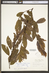 Salix ×conifera by WV University Herbarium