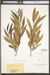Salix ×rubens by WV University Herbarium