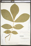 Carya alba by WV University Herbarium