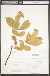 Carya alba by WV University Herbarium