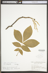 Carya alba by WV University Herbarium