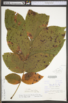 Carya alba by WV University Herbarium