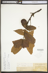 Carya alba by WV University Herbarium