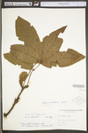 Carya alba by WV University Herbarium