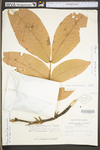 Carya alba by WV University Herbarium