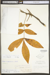 Carya alba by WV University Herbarium