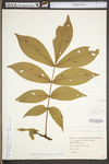 Carya alba by WV University Herbarium
