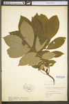 Carya alba by WV University Herbarium