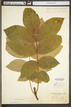 Carya alba by WV University Herbarium