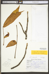 Carya alba by WV University Herbarium