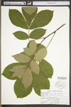 Carya alba by WV University Herbarium