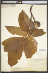 Carya alba by WV University Herbarium