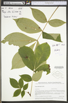 Carya alba by WV University Herbarium