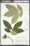 Carya alba by WV University Herbarium