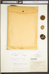 Carya alba by WV University Herbarium