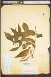 Carya alba by WV University Herbarium