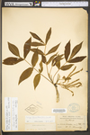 Carya alba by WV University Herbarium