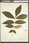 Carya alba by WV University Herbarium