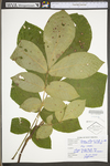 Carya alba by WV University Herbarium