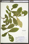 Carya alba by WV University Herbarium