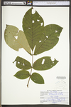 Carya alba by WV University Herbarium