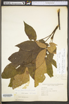 Carya alba by WV University Herbarium