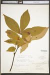 Carya alba by WV University Herbarium