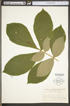 Carya alba by WV University Herbarium