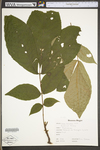 Carya alba by WV University Herbarium