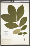 Carya alba by WV University Herbarium