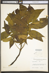 Carya alba by WV University Herbarium