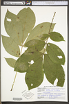 Carya alba by WV University Herbarium