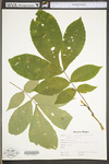 Carya cordiformis by WV University Herbarium