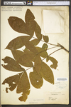 Carya alba by WV University Herbarium