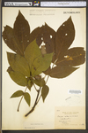 Carya alba by WV University Herbarium