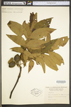 Carya alba by WV University Herbarium