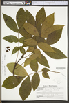 Carya alba by WV University Herbarium