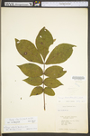 Carya alba by WV University Herbarium