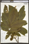 Carya alba by WV University Herbarium