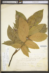 Carya alba by WV University Herbarium